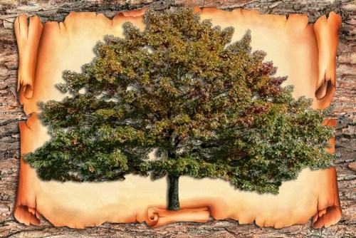 ««« Дерево Роду — символ ієрархії Предків і прабатьків »»»