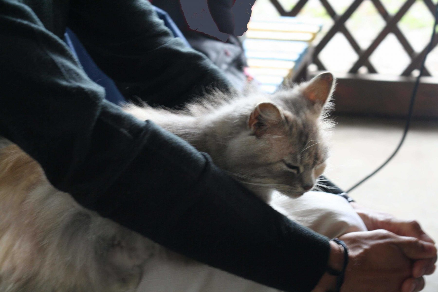 *** Антон Михайлович Кузнецов — семинар і выступления — фестиваль «ДжйотіФест 2019» — фото ***