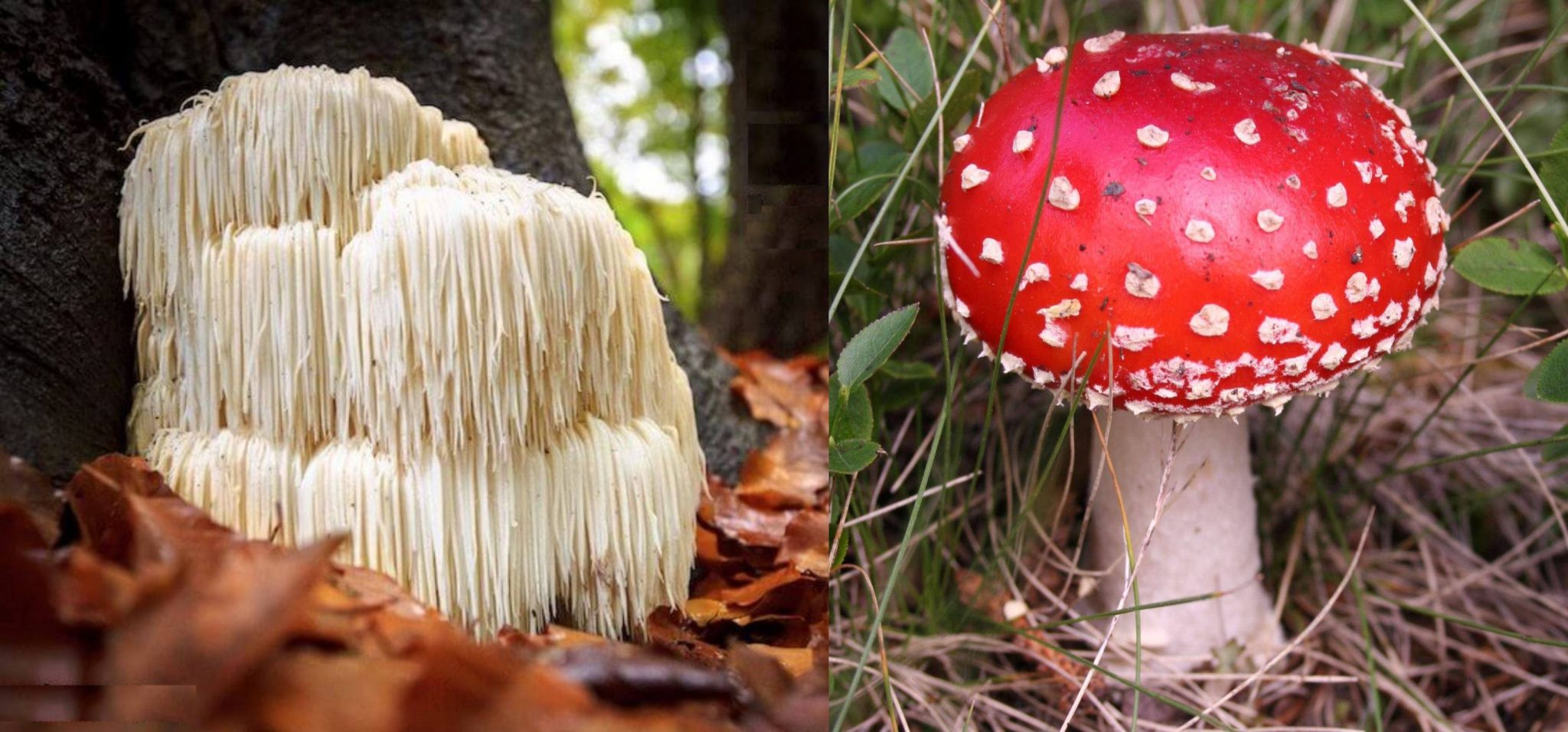 *** Кто такие грибы - Нужно можно есть грибы - Чем плохо есть грибы - Антон Кузнецов видео mushrooms ***