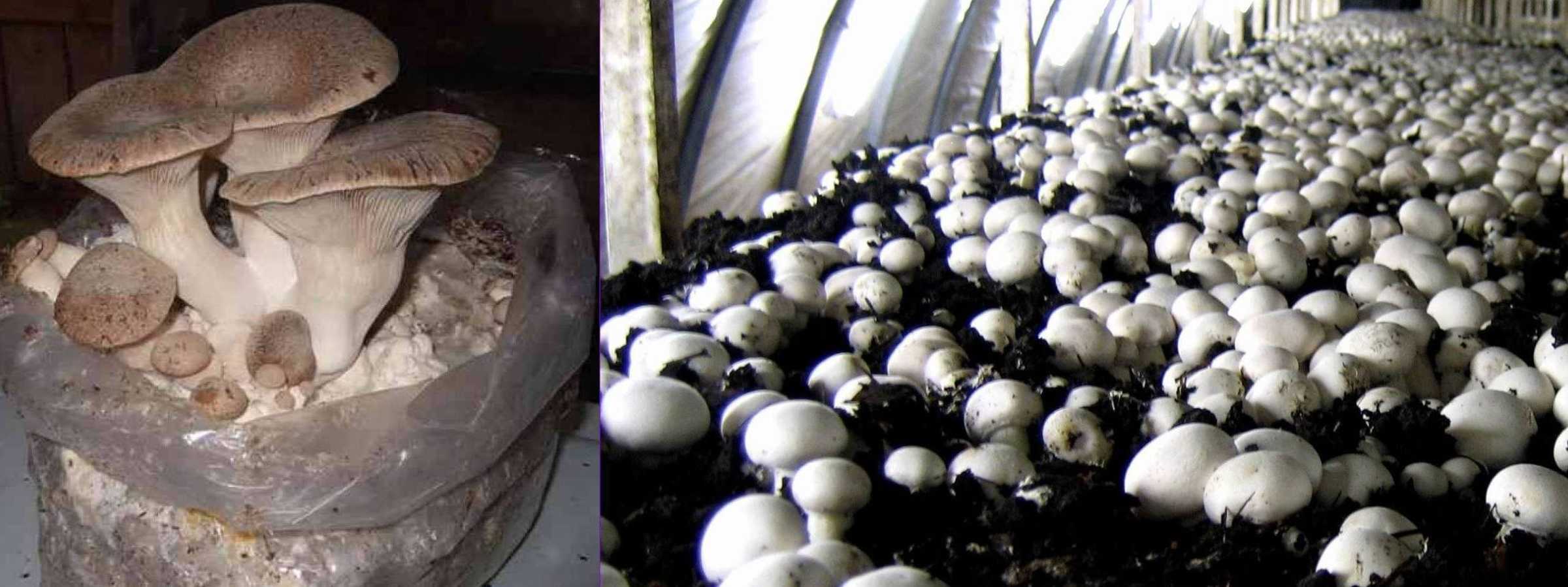 *** Кто такие грибы - можно ли есть грибы - если нет чем плохо есть грибы - видео - mushrooms ***