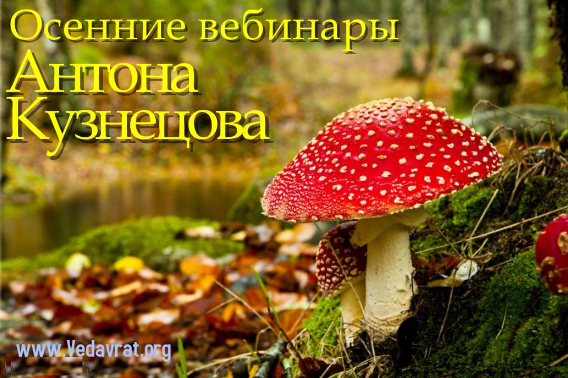 *** Отношения - закономерности развития; социум и деньги - истинные и ложные силы; дети и бездетность ***