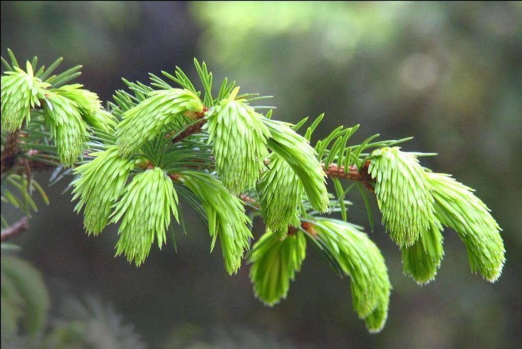 *** усиление Жизненной Силы, иммунитета и защитных силы человека - питание, здоровье, иммунитет ***